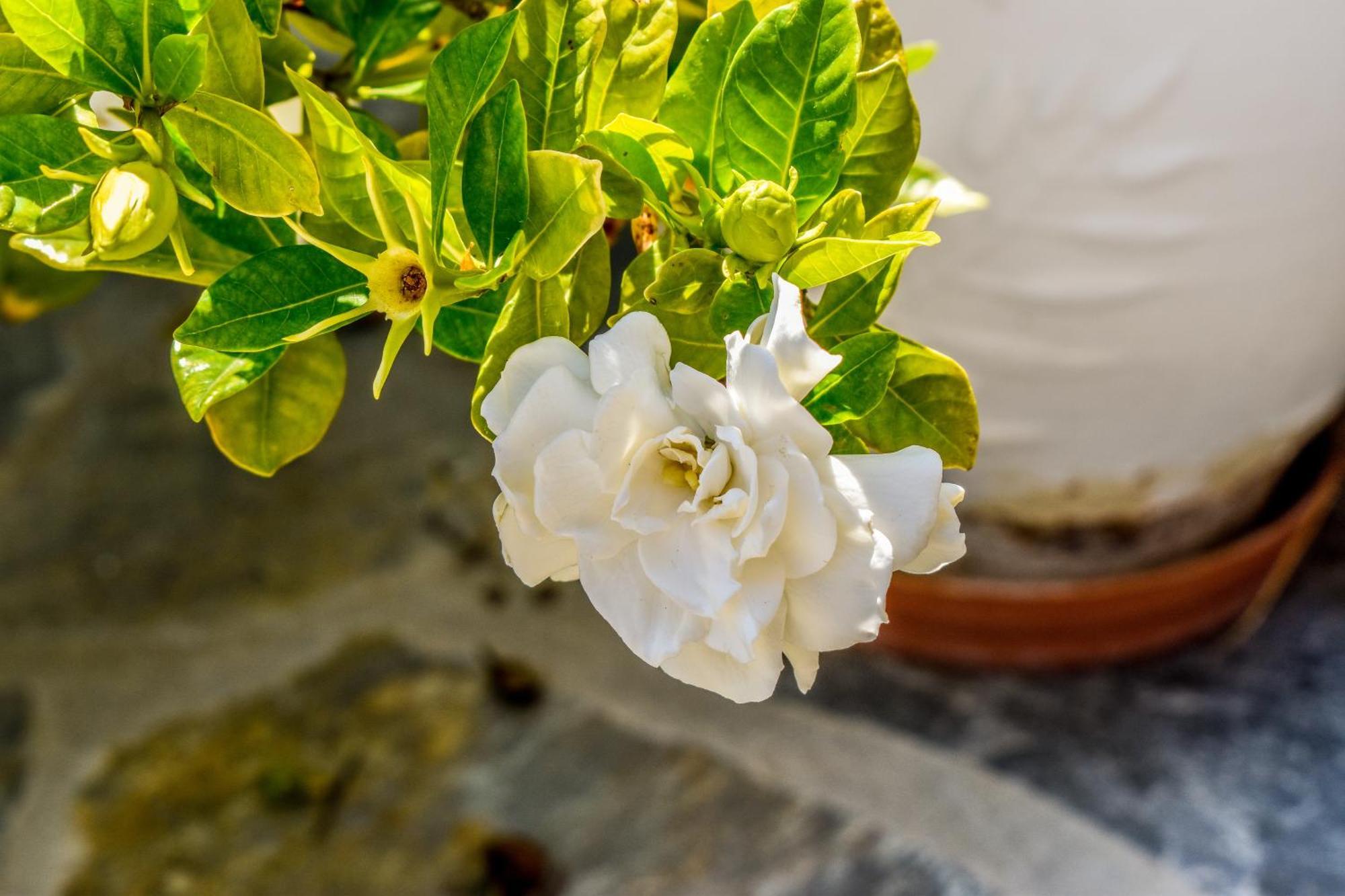 Apartments Villa L&M Skiathos Kalivia  Luaran gambar